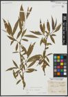 Foto von Salix alba L. x Salix fragilis L.